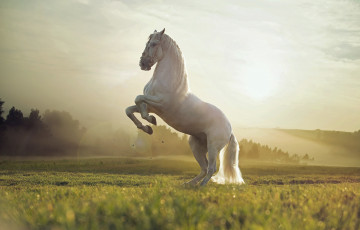 Картинка животные лошади лошадь прекрасное создание красивое сильное грациозное великолепное