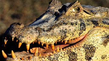 Картинка животные крокодилы кайман морда