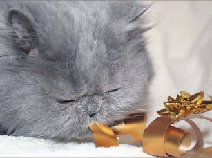 Картинка подарок авт animasia животные коты