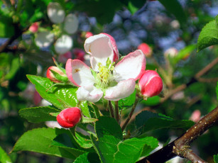 Картинка цветы цветущие деревья кустарники цветение яблоня макро