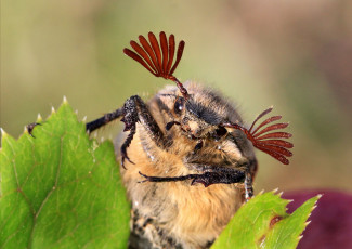 Картинка животные насекомые майский жук