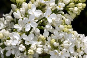 Картинка цветы сирень белый гроздь