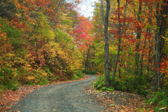 обоя природа, дороги, осень, деревья
