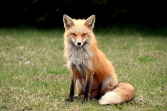 Картинка животные лисы прищур хитрая рыжая хвост