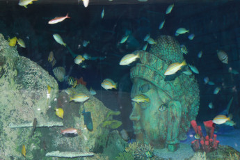 Картинка животные рыбы рыбки