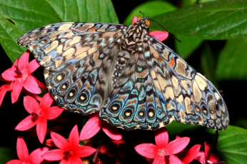 Картинка животные бабочки цветы крылья пестрый