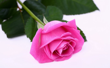 Картинка цветы розы нежная розовая