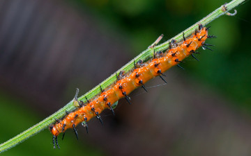 Картинка животные гусеницы веточка