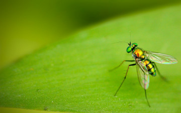 Картинка животные насекомые зелёный