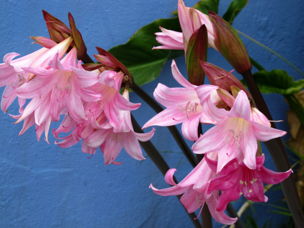 Обои картинки фото амариллис, цветы, амариллисы, гиппеаструмы, розовые, нежные