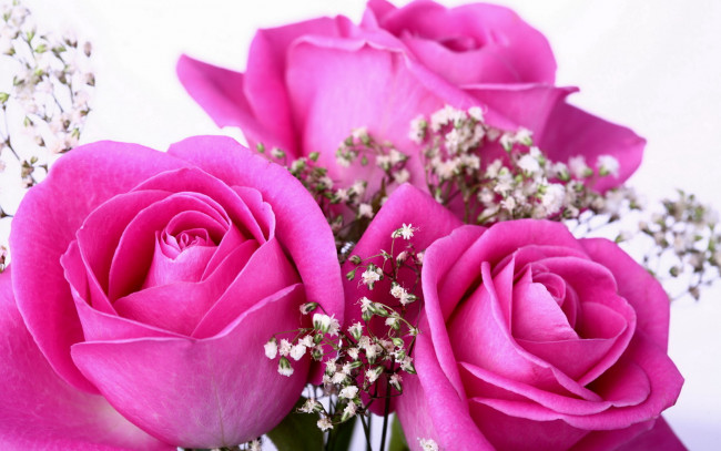 Обои картинки фото цветы, розы, розовые, нежные