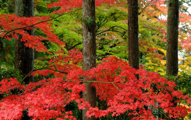 Обои картинки фото природа, деревья, листья, клён, лес, осень
