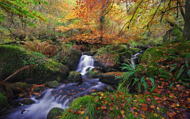 Обои картинки фото природа, лес, осень, камни, ручей, деревья, листья, мох