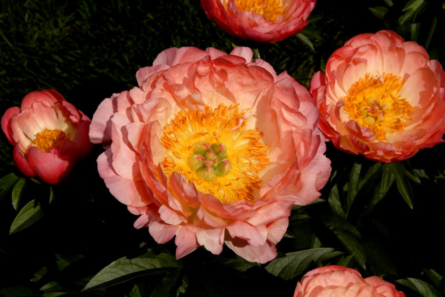 Обои картинки фото цветы, пионы, оранжевый, круглый