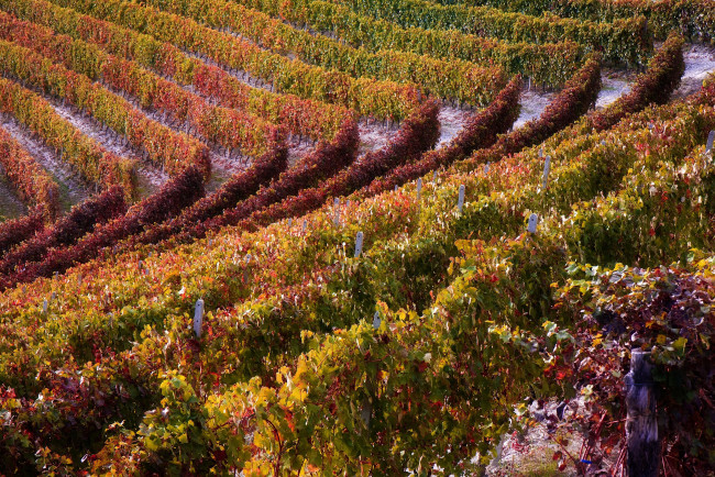 Обои картинки фото природа, поля, осень, виноградник