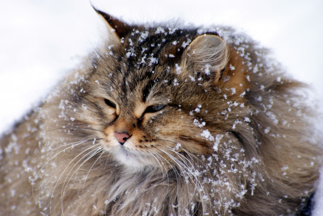 Обои картинки фото животные, коты, великан, снежинки