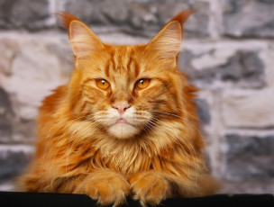 Картинка животные коты усы уши взгляд orange purebred main coone
