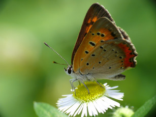 Картинка животные бабочки +мотыльки +моли фон усики маргаритка цветок зелёный крылья бабочка макро
