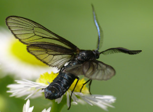 Картинка животные насекомые макро травинка цветы усики крылья фон насекомое жук