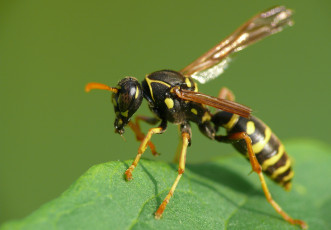 Картинка животные пчелы +осы +шмели оса листик макро насекомое утро фон