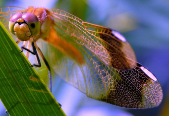 Картинка животные стрекозы травинка крылья узор насекомое стрекоза макро фон