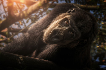 Картинка животные обезьяны обезьяна взгляд примат