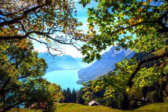 Картинка бриенцское+озеро++швейцария природа реки озера швейцария озеро горы деревья