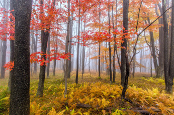 Картинка природа лес осень дымка