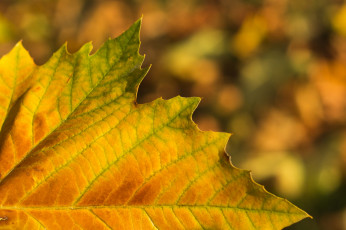 Картинка природа листья осень клен лист