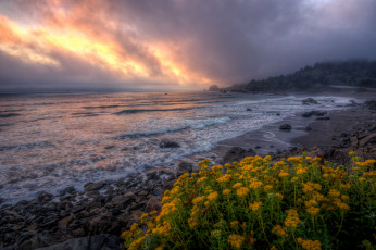 Картинка природа побережье океан пляж цветы тучи