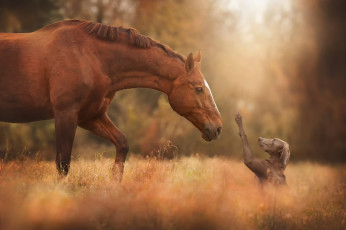 Картинка животные разные+вместе встреча друзья лошадь собака