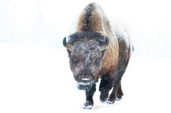 Картинка животные зубры +бизоны фон метель снег зима бизон