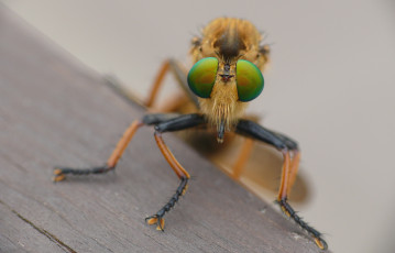 Картинка животные насекомые фон травинка макро насекомое жук