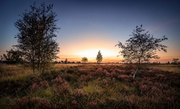 Картинка природа восходы закаты поле трава деревья заря