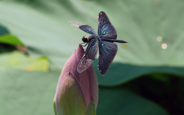 Картинка животные стрекозы цветок крылья стрекоза утро макро