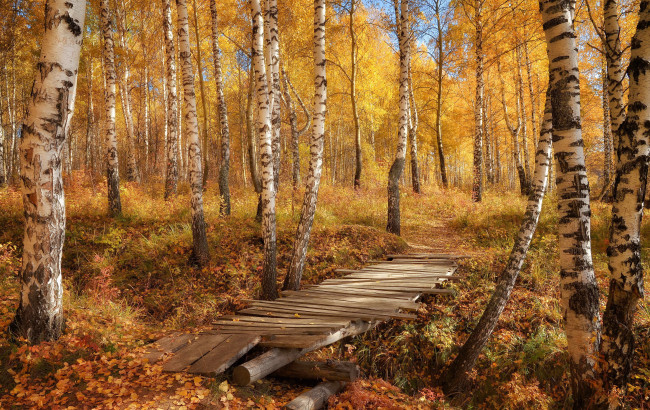Обои картинки фото природа, дороги, листья, мостик, березы, лес, осень