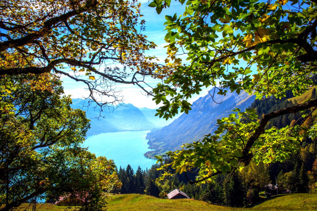 Обои картинки фото бриенцское озеро  швейцария, природа, реки, озера, швейцария, озеро, горы, деревья
