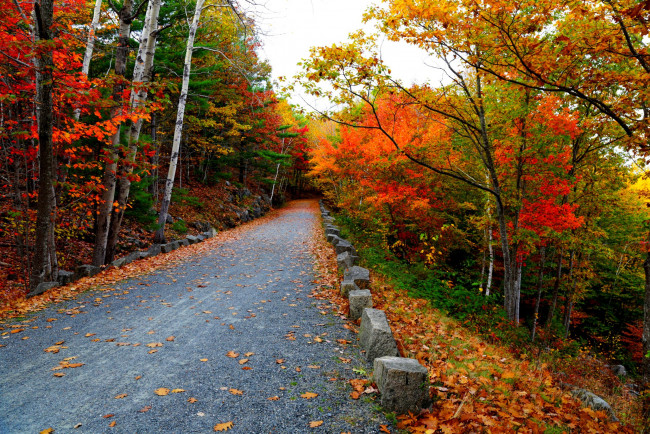 Обои картинки фото природа, дороги, листья, деревья, лес, осень, дорога