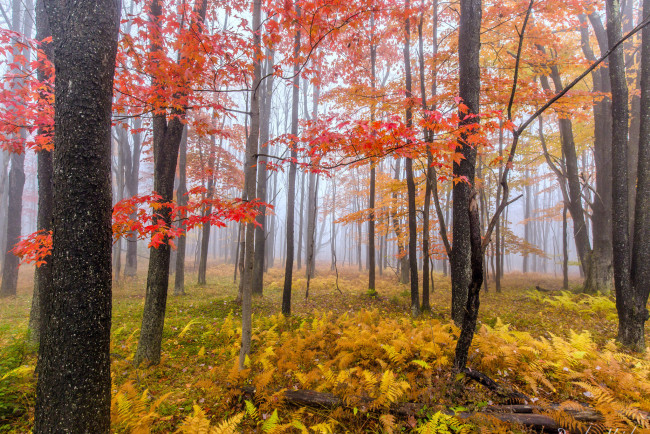 Обои картинки фото природа, лес, осень, дымка