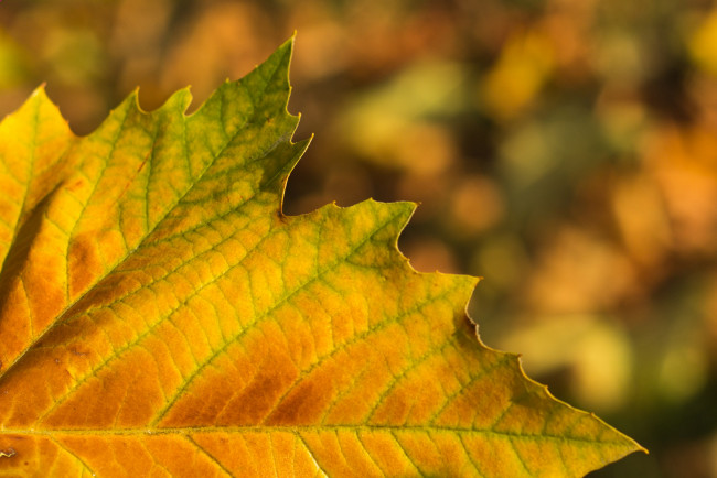 Обои картинки фото природа, листья, осень, клен, лист