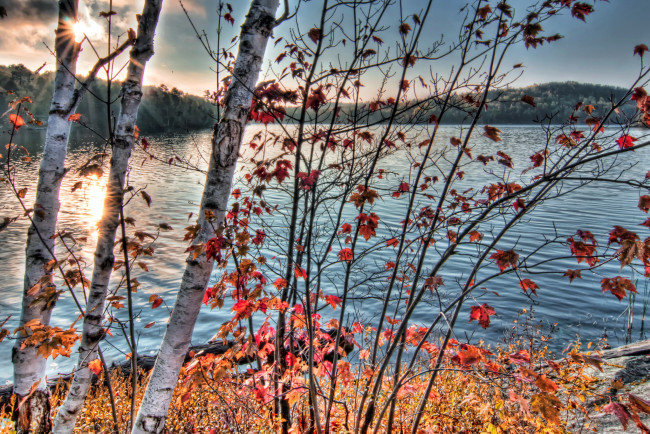 Обои картинки фото природа, реки, озера, осень, река, березы, листья, трава