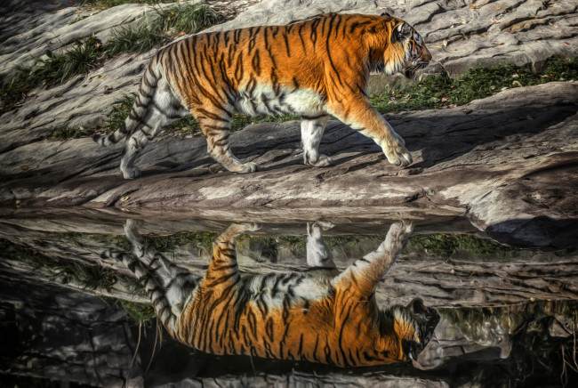 Обои картинки фото животные, тигры, хищник, тигр, отражение