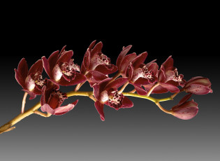 Картинка цветы орхидеи фон веточка
