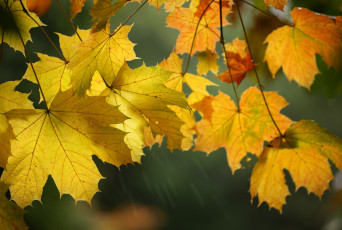 Картинка природа листья макро клён осень