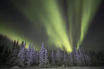 Картинка природа северное+сияние зима лес ночь