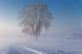 Картинка природа зима дерево утро туман снег дорога