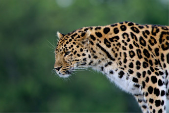 Картинка животные леопарды леопард хищник дикая кошка