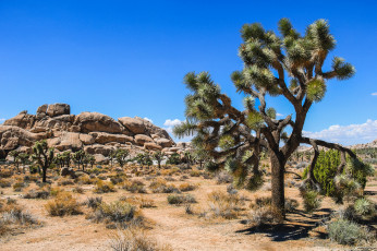 Картинка дерево+джошуа природа пустыни растительность скалы