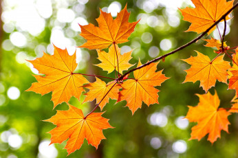 Картинка природа листья клен осень ветка желтый