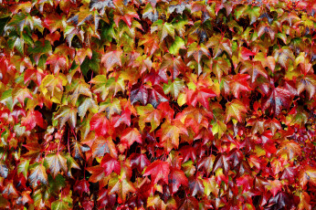 Картинка природа листья осень красные